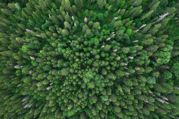 Aerial top view of summer green trees in forest in Russia. Drone photography