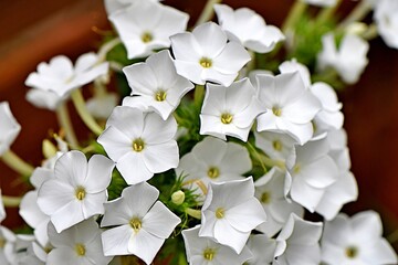 Delikatne białe floksy wiechowate (Phlox paniculata) © Lancan