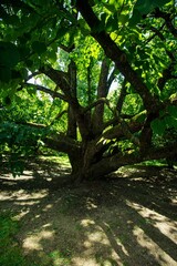 secular tree with many branches that start from the base and spread for several meters all around