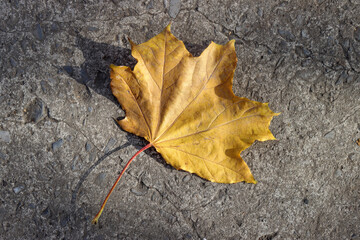 autumn yellow maple leaf on black asphalt