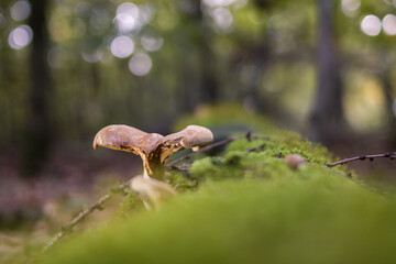 Autumn landscapes of nature, forest, nature, fungi, plants, leaves in October. captured from a...