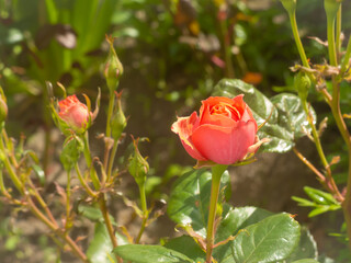 red rose in garden