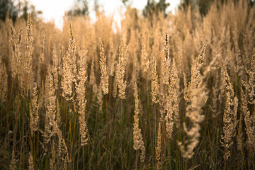 Natural background: bright wildflowers, ear and spikelets in rays of setting sun on field. Nature ecology and Healthy environment. Well-being and motivation. Soft focus and beautiful bokeh.