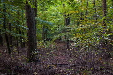 Autumn landscapes of nature, forest, nature, fungi, plants, leaves in October. captured from a distance that's approximately the same distance. It's the area and territories of Rcklinghausen and Oer-E