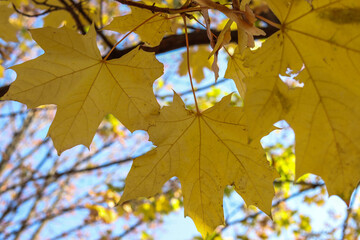 Yellow maple leaves on a tree against a blue sky