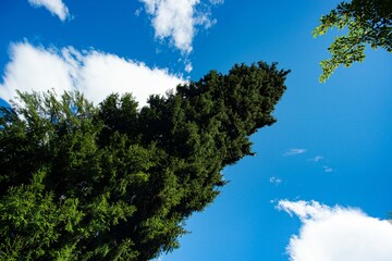 Obraz premium panorama of a garden in northern Italy with flowers and lush nature and the Alps in the background