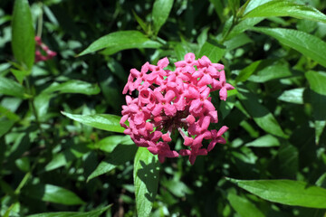 Beautiful floral plant in garden. Flower nursery, Heracleum mantegazzianum, pink colour.