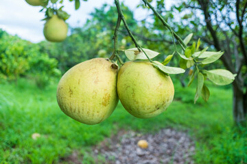 Closeup of organic fruit in the tree. Food background.