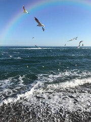 seagulls on the beach