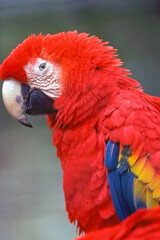 Fototapeta premium Scarlet Macaw