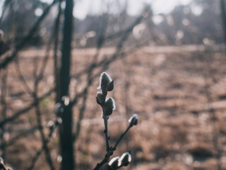fluffy buds on a spring tree