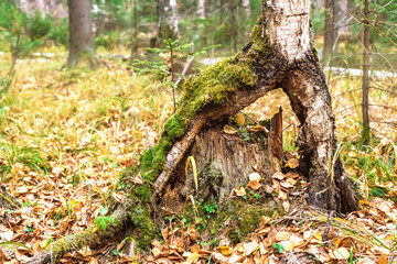 unusual tree. birch trunk grows on either side of the stump.
