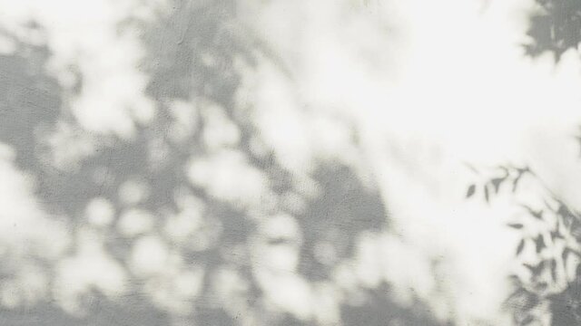 Beautiful grey shadows of fresh green leafy foliage of different trees reflected on white weathered texture of wall of old building. Abstract 4k video background.