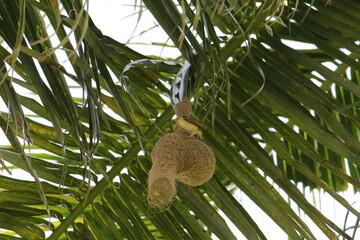 Fototapeta na wymiar Baya weavers constructing its nest on a coconut tree.