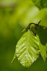A fresh green leave in spring 