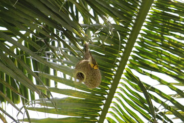 Baya weavers constructing its nest on a coconut tree.