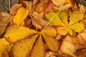Autumn etude with leaves of a chestnut