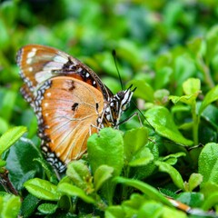 butterfly on a flower