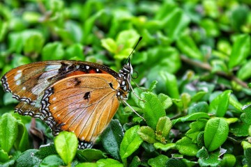 butterfly on leaf