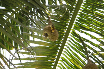 Baya weavers constructing its nest on a coconut tree.