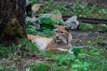 The Siberian lynx also known as East Siberian lynx