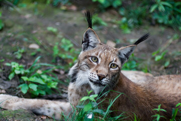The Siberian lynx also known as East Siberian lynx