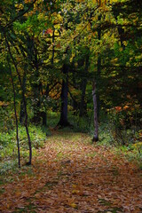 Fototapeta premium 秋の森の散歩道