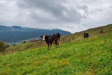 Cows in a meadow among beautiful mountains. Animals.