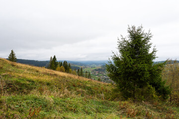 Fototapeta na wymiar Spruce in a meadow in the mountains. Mountain landscape.