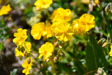 fleur de montagne