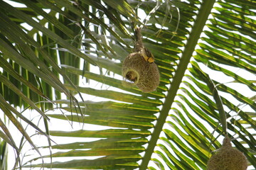 Baya weavers constructing its nest on a coconut tree.