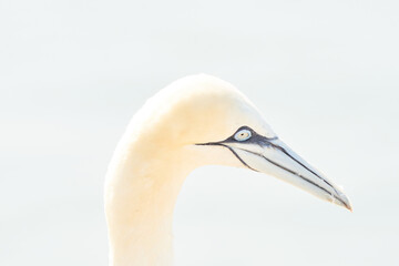 One wild bird head in the wild, Morus bassanus, Northern Gannet on the island of Heligoland on the North Sea in Germany