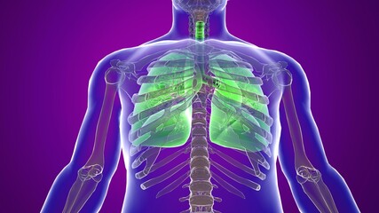 Human lungs and anatomy physiology.3D