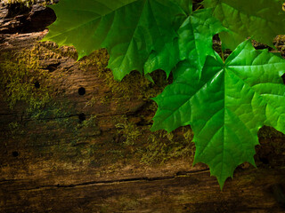 Green fresh leafs on the wooden background