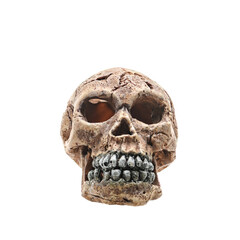 human skull isolated on white background