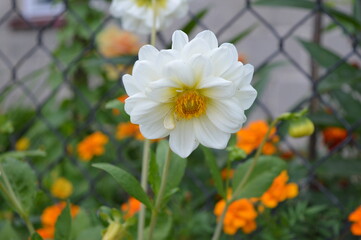 
Beautiful white autumn garden flower