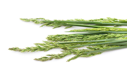 Bunch of green grass.