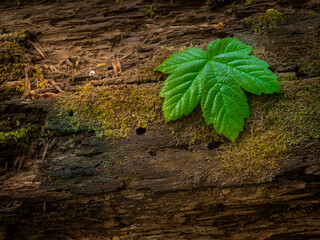 Green leaf on the wood in the forest