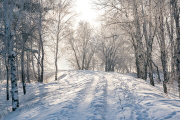 Fototapeta premium Winter landscape of frosty trees, white snow in city park. Trees in hoarfrost. Seasons, climate change, ecology, environment. Extremely cold winter