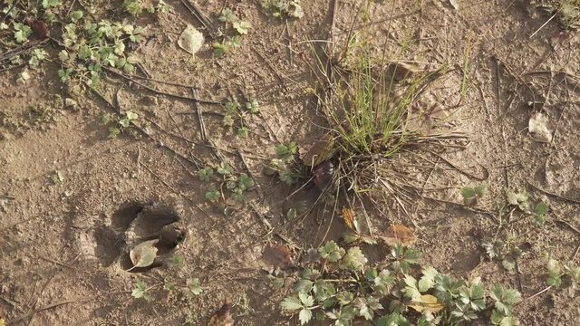 Dog footprints on the ground