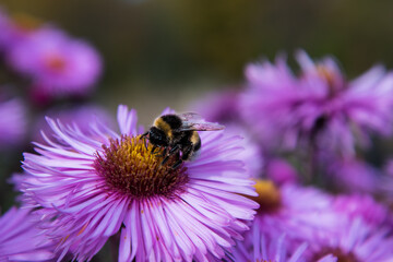 Autumn asters. Flowers swaying in the wind. Bumblebee collects nectar.