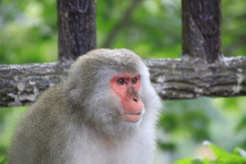 Japanese macaque closeup portrait