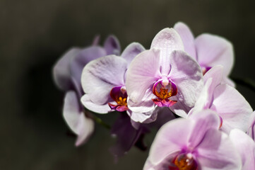 Natural Moth Orchid blooms, soft pink flower, a close-up of fresh orchid blossom.