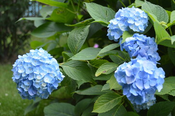 Beautiful blue round flowers in an autumn garden