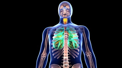 Human lungs and anatomy physiology.3D