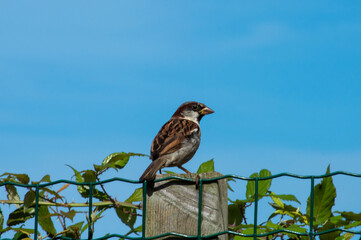 A little sparrow standing on a fence