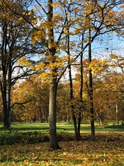 autumn trees in the park