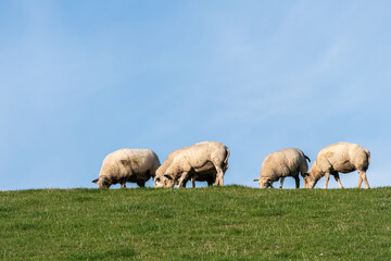 Fototapeta premium sheep on the dike