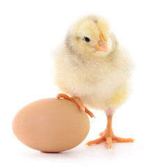 Fototapeta premium Chicken and egg.