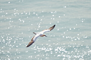 A single white and yellow gannet flies above the sea where the sun shines